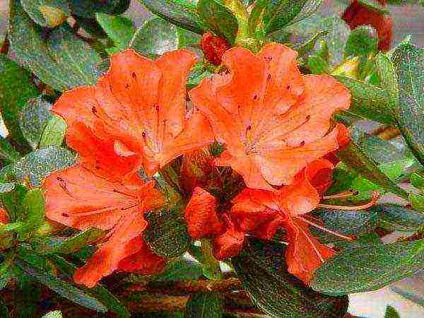 azalea garden planting and outdoor care how it reproduces