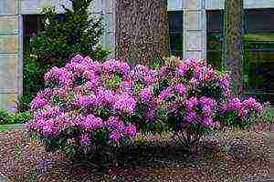 azalea garden planting and care in the open field of the Moscow region