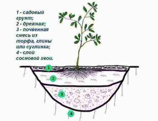 azalea garden planting and care in the open field of the Moscow region