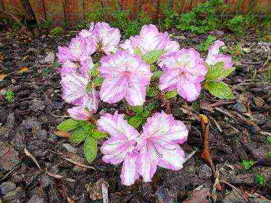 azalea garden planting and care in the open field of the Moscow region