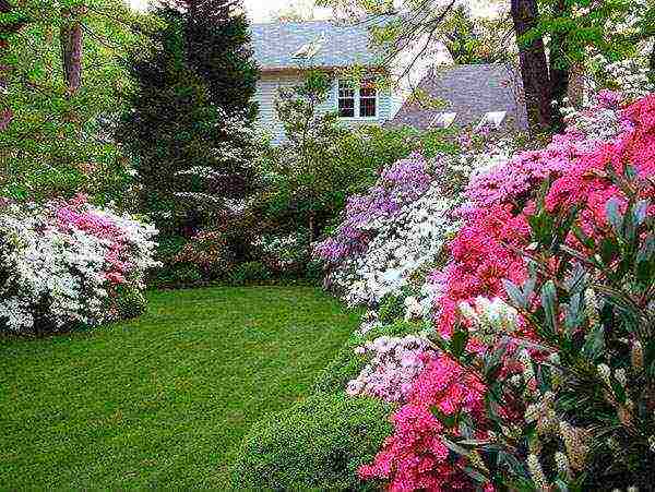 azalea garden planting and outdoor care in siberia