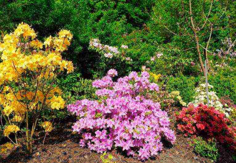 pagtatanim ng azalea sa hardin at pangangalaga sa labas sa siberia