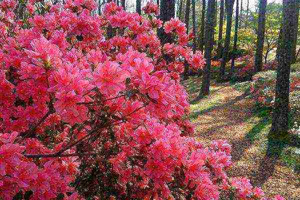 azalea garden planting and outdoor care in siberia