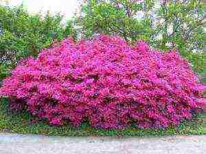 pagtatanim ng azalea sa hardin at pangangalaga sa labas sa siberia