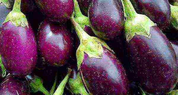 best grade eggplant