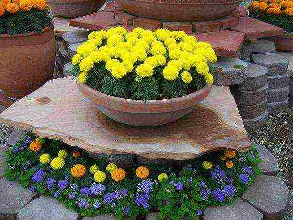 marigolds the best varieties