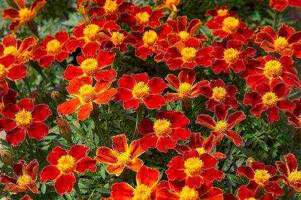 marigolds the best varieties