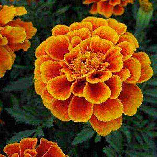 marigolds the best varieties