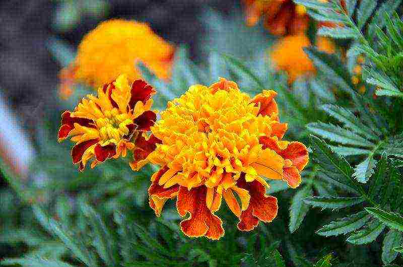 marigolds the best varieties