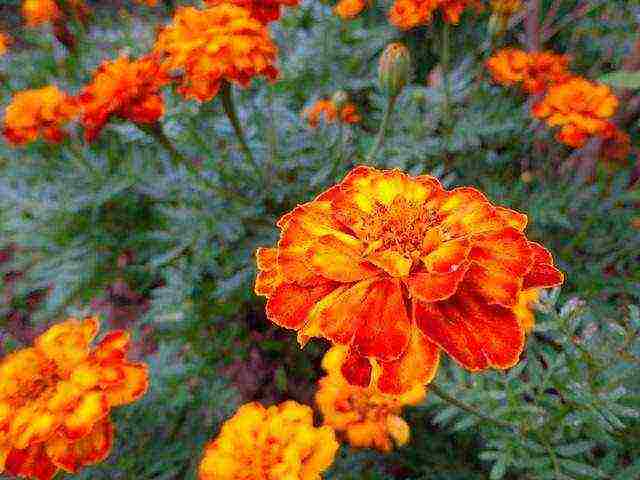 marigolds the best varieties