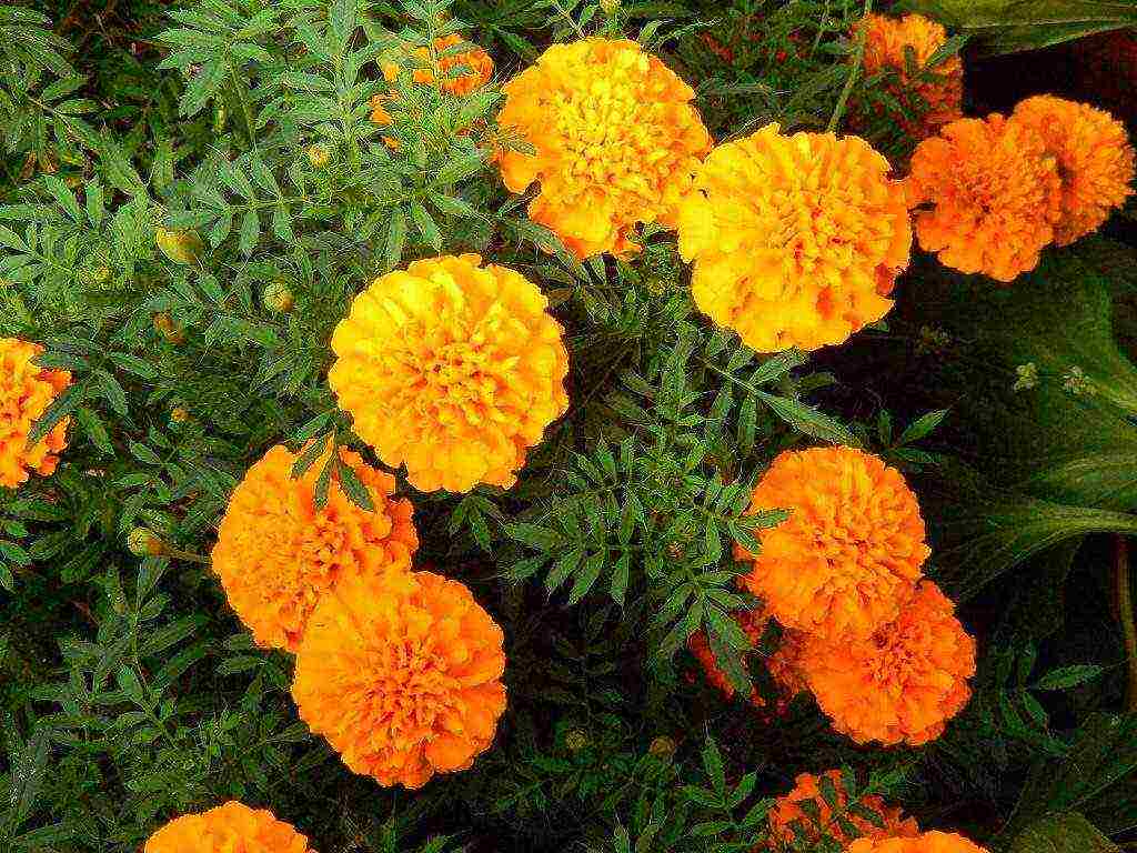 marigolds the best varieties