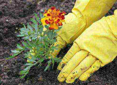 marigolds the best varieties