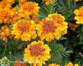 marigolds the best varieties