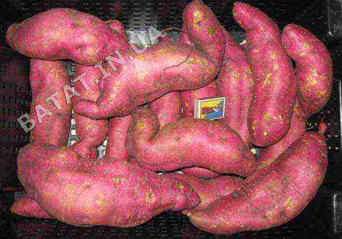 sweet potato best varieties