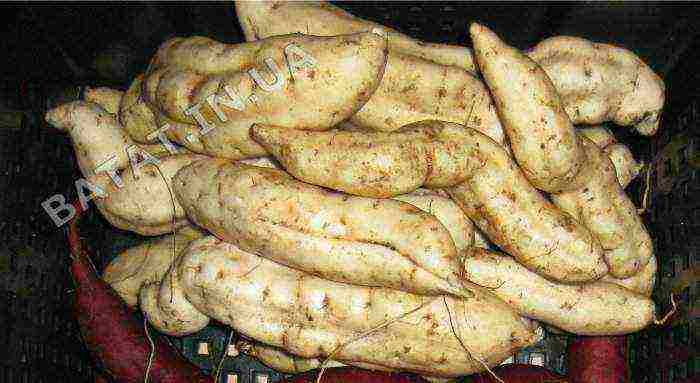 sweet potato best varieties