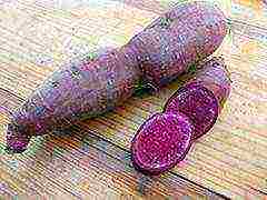 sweet potato best varieties