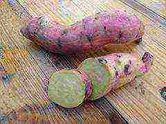 sweet potato best varieties