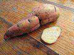 sweet potato best varieties