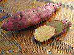 sweet potato best varieties