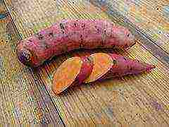 sweet potato best varieties