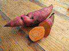 sweet potato best varieties