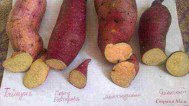 sweet potato best varieties