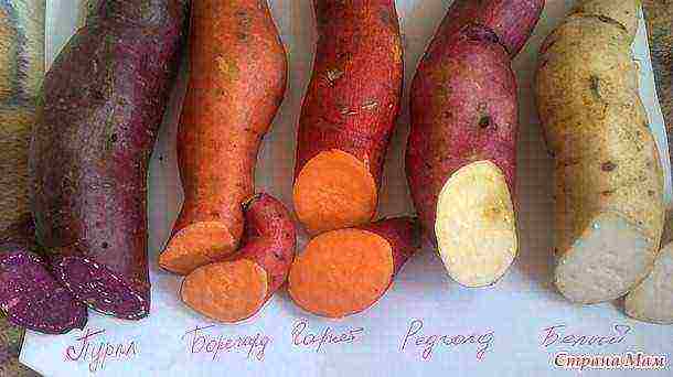 sweet potato best varieties