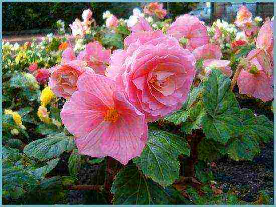 begonia ampelous garden planting and outdoor care