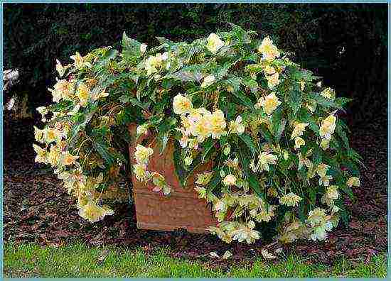 begonia ampelous garden planting and outdoor care