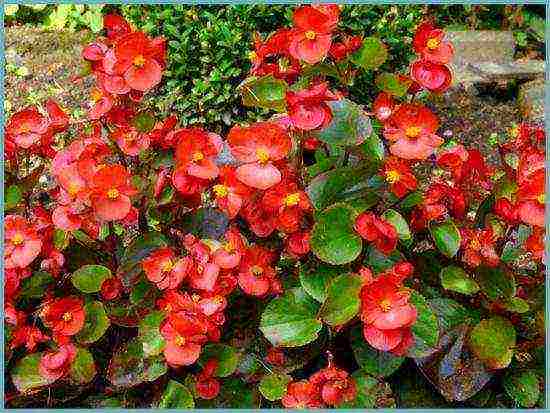 begonia ampelous garden planting and outdoor care