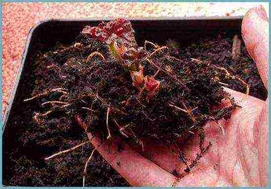 begonia ampelous การปลูกสวนและการดูแลกลางแจ้ง