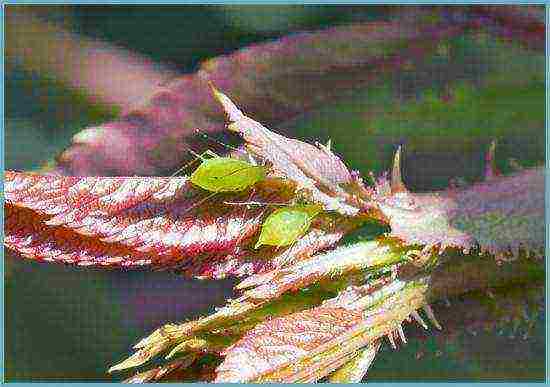 begonia malawak na pagtatanim ng hardin at pangangalaga sa labas