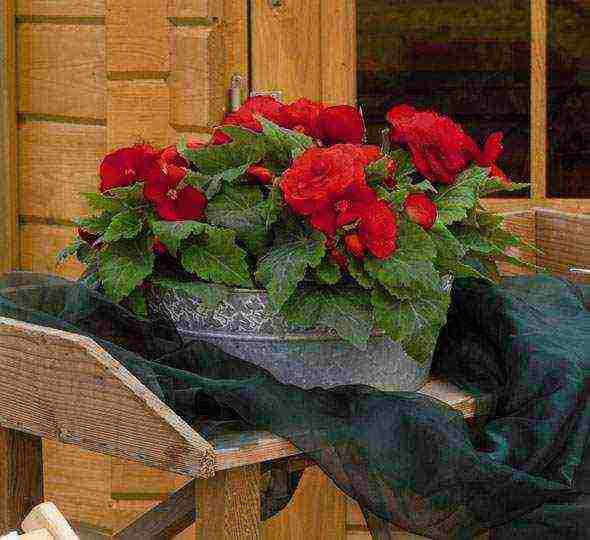 begonia ampelous garden planting and outdoor care