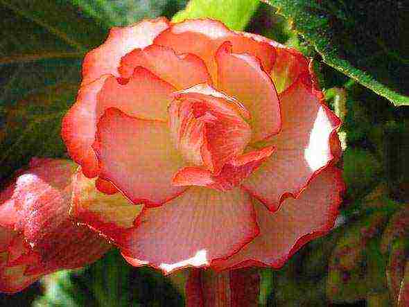 begonia ampelous การปลูกสวนและการดูแลกลางแจ้ง