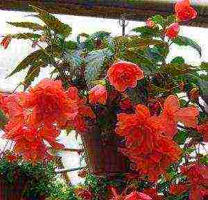 begonia ampelous garden planting and outdoor care