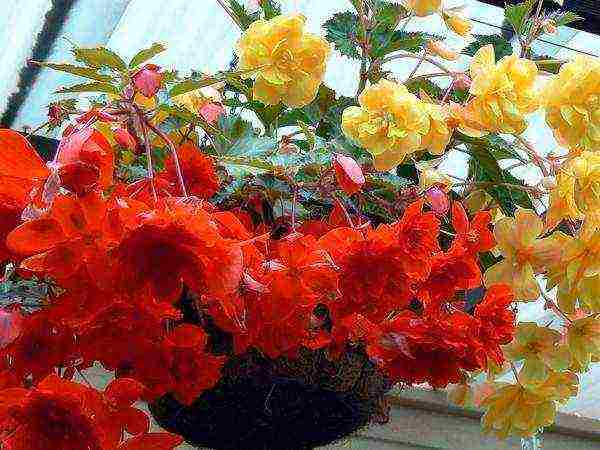 begonia ampelous garden planting and outdoor care