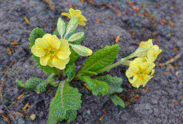 seed begonia planting and care in the open field