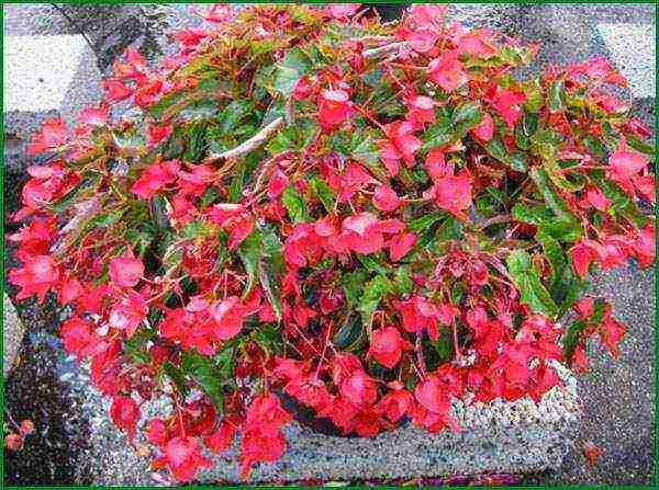 seed begonia planting and care in the open field