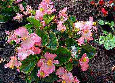 begonia garden planting and outdoor care in autumn
