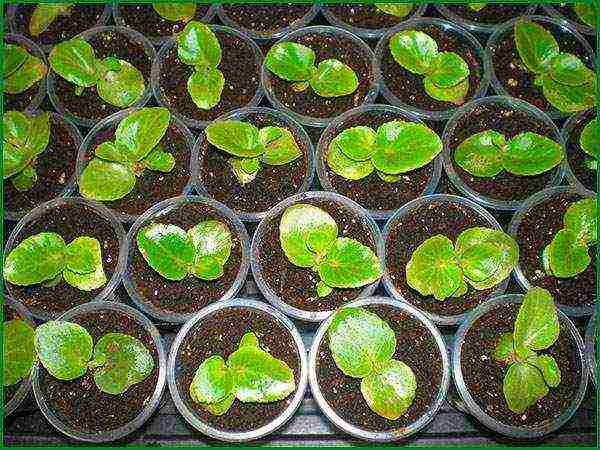 begonia hardin pagtatanim at pag-aalaga sa bukas na bukid sa pamamagitan ng mga binhi