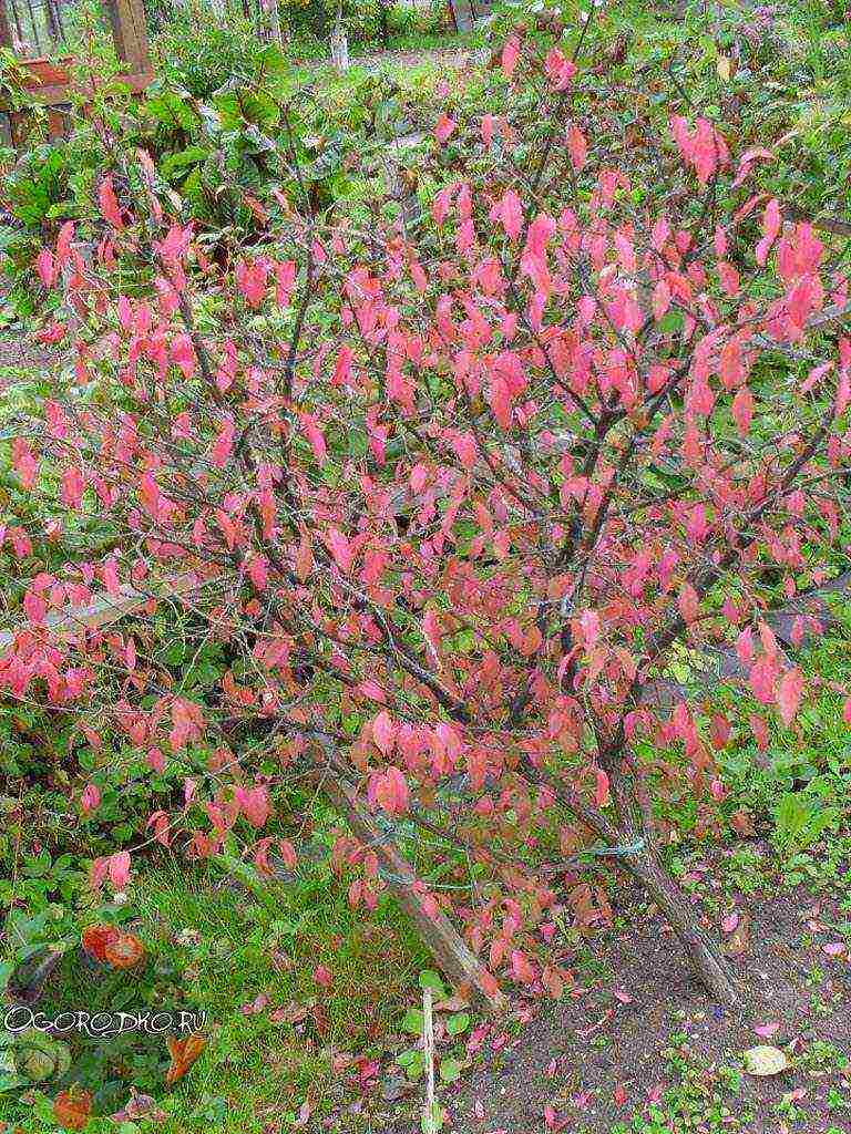 euonymus na pagtatanim at pangangalaga sa bukas na larangan sa rehiyon ng Rostov