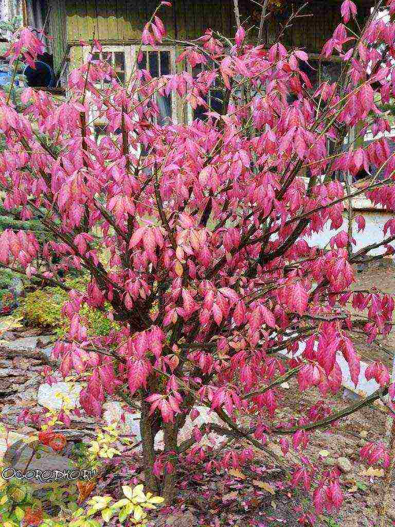 euonymus na pagtatanim at pangangalaga sa bukas na larangan sa rehiyon ng Rostov