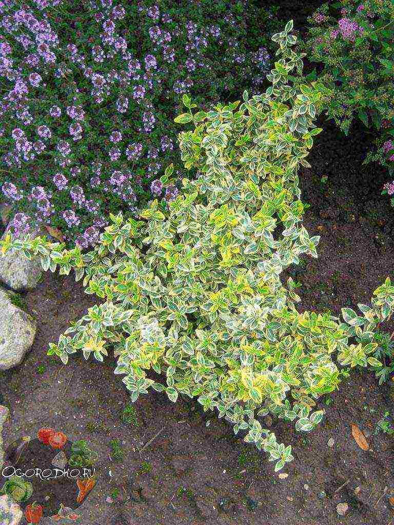 euonymus planting and care in the open field in the Rostov region