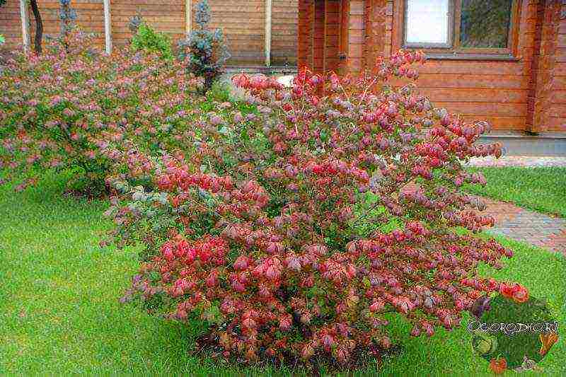 euonymus planting and care in the open field in the Rostov region