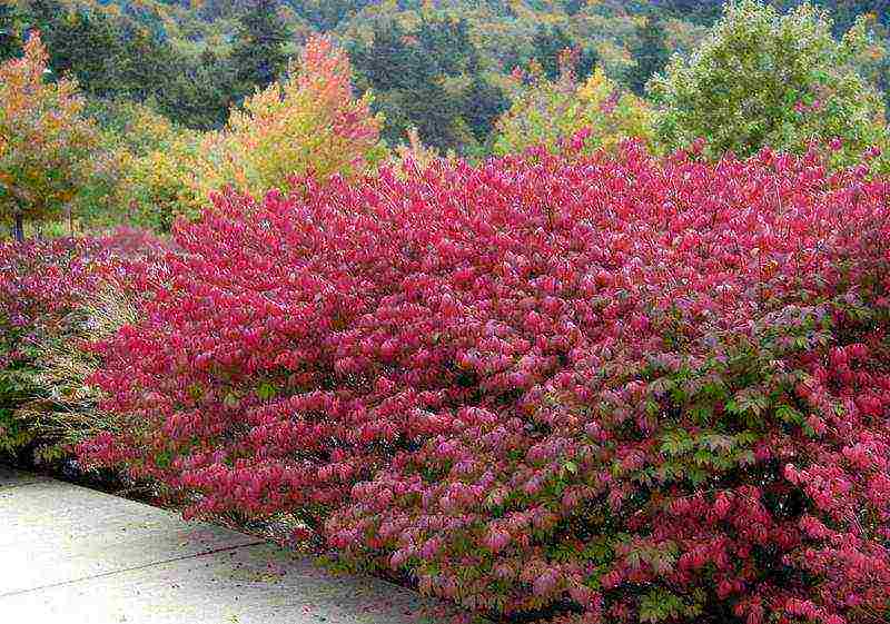 euonymus na pagtatanim at pangangalaga sa bukas na larangan sa rehiyon ng Rostov