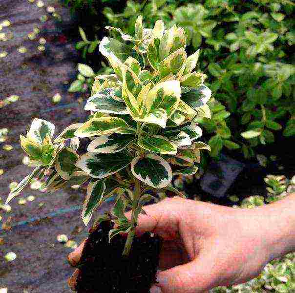 euonymus planting and care in the open field in the Rostov region