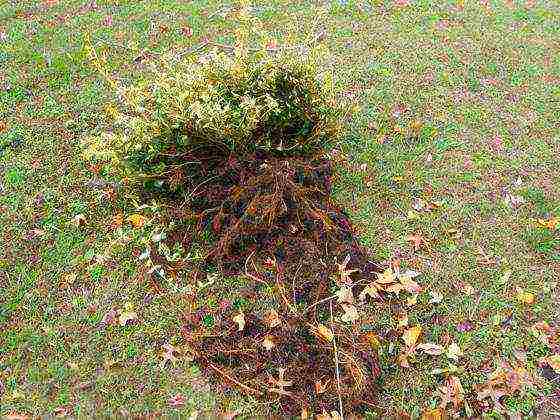 euonymus planting and care in the open field in the Rostov region