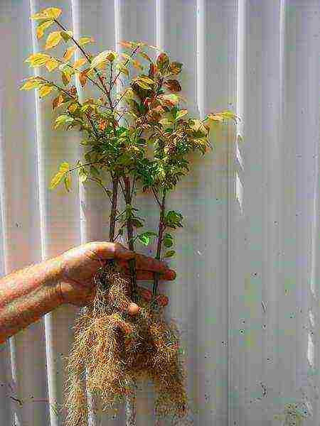 euonymus planting and care in the open field in the Rostov region