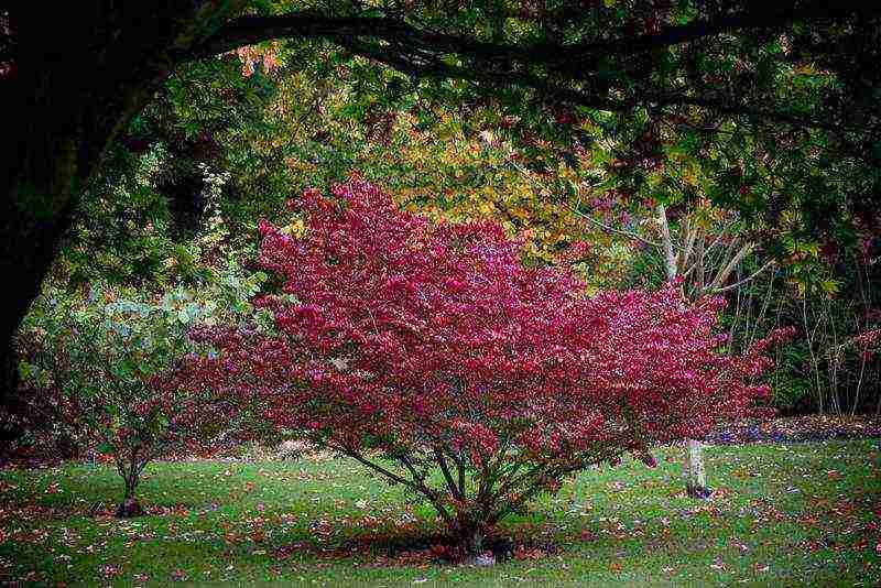 euonymus na pagtatanim at pangangalaga sa bukas na larangan sa rehiyon ng Rostov