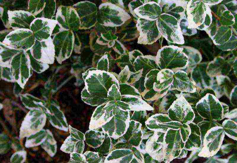 euonymus planting and care in the open field in the Rostov region